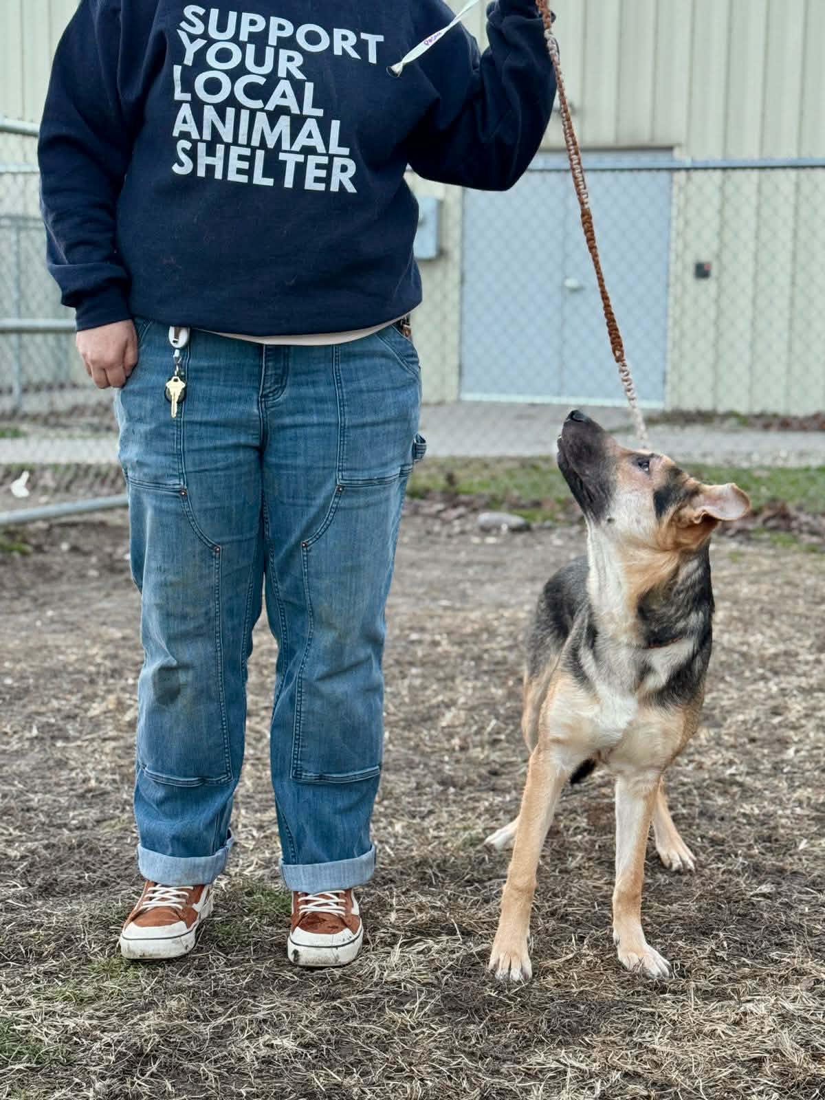 Pasta, a ADOPTABLE mixed breed in Benton Harbor, MI image 3/6