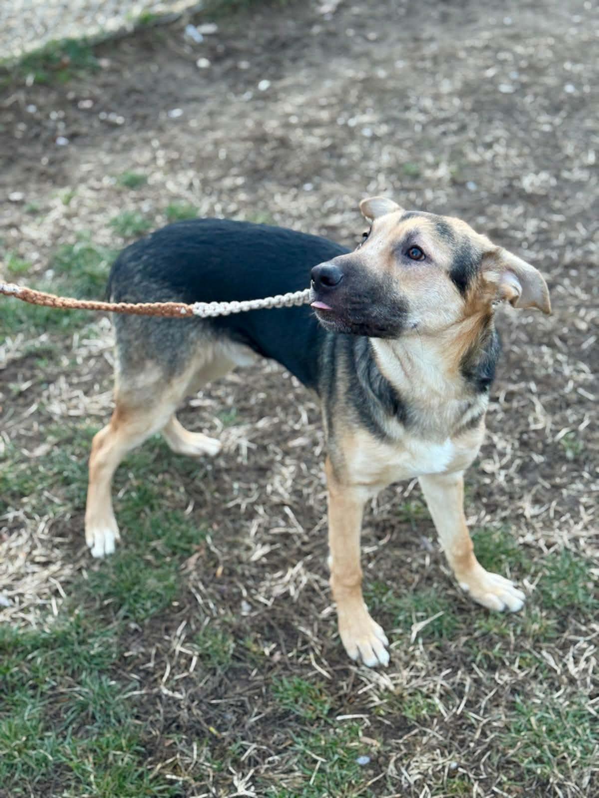 Pasta, a ADOPTABLE mixed breed in Benton Harbor, MI image 4/6