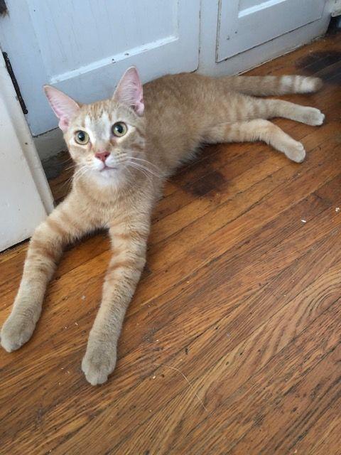 Oliver Mc Elligott - COURTESY POSTING, Adoptable, Young Male Domestic Short Hair & Maine Coon.