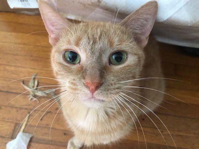 Enlarge Oliver Mc Elligott - COURTESY POSTING, a Adoptable mixed breed in Roseville, MN image 1/2