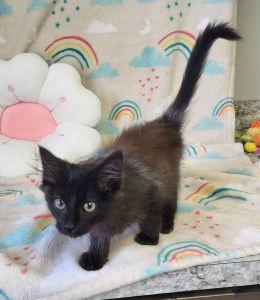 Enlarge Skunk, an adopted Domestic Long Hair in Bucyrus, OH image 3/3