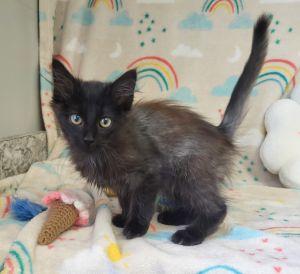 Skunk, adopted, Young Male Domestic Long Hair.