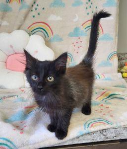 Enlarge Skunk, an adopted Domestic Long Hair in Bucyrus, OH image 2/3