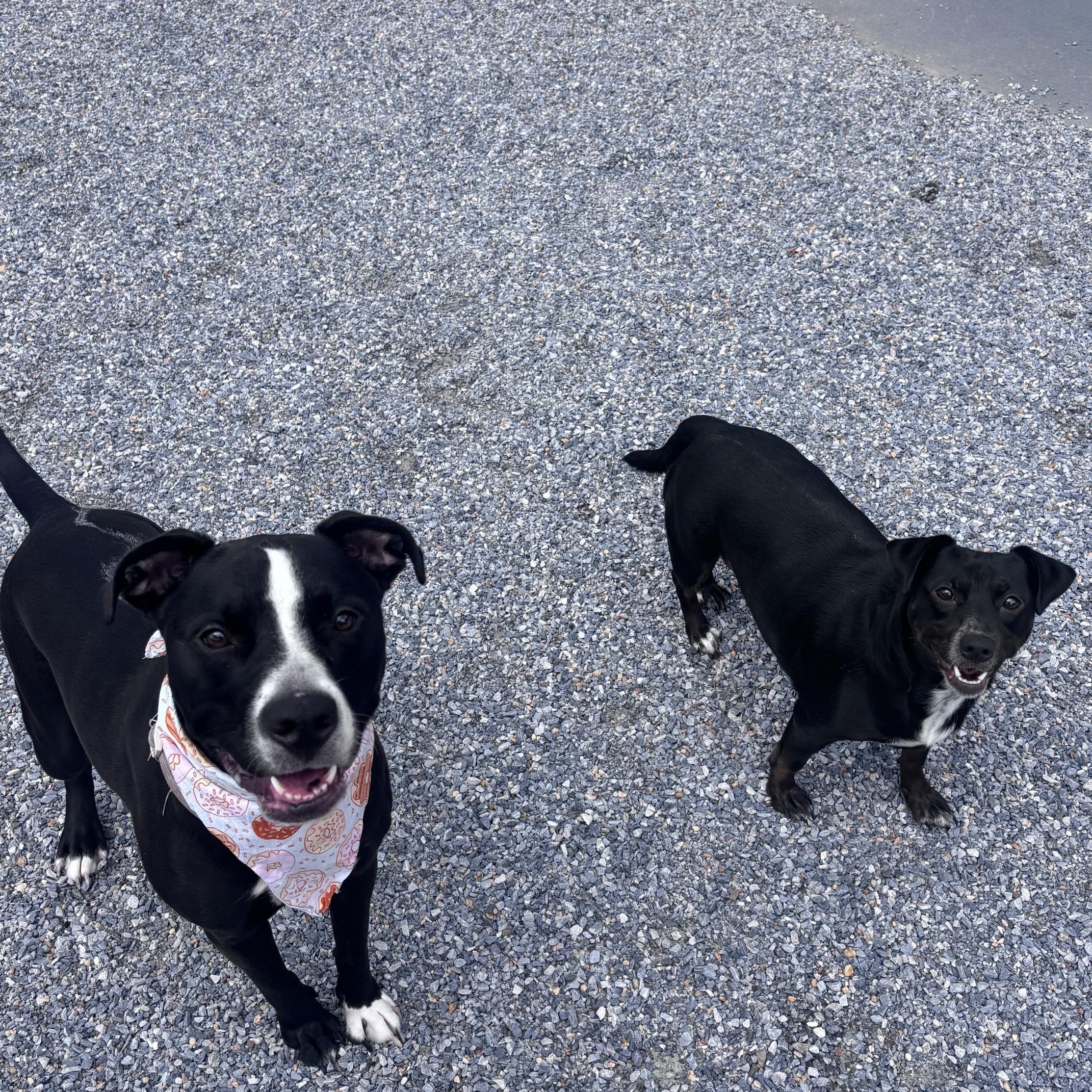 Enlarge Raelyn & Stormie, a ADOPTABLE mixed breed in Marion, NC image 3/4