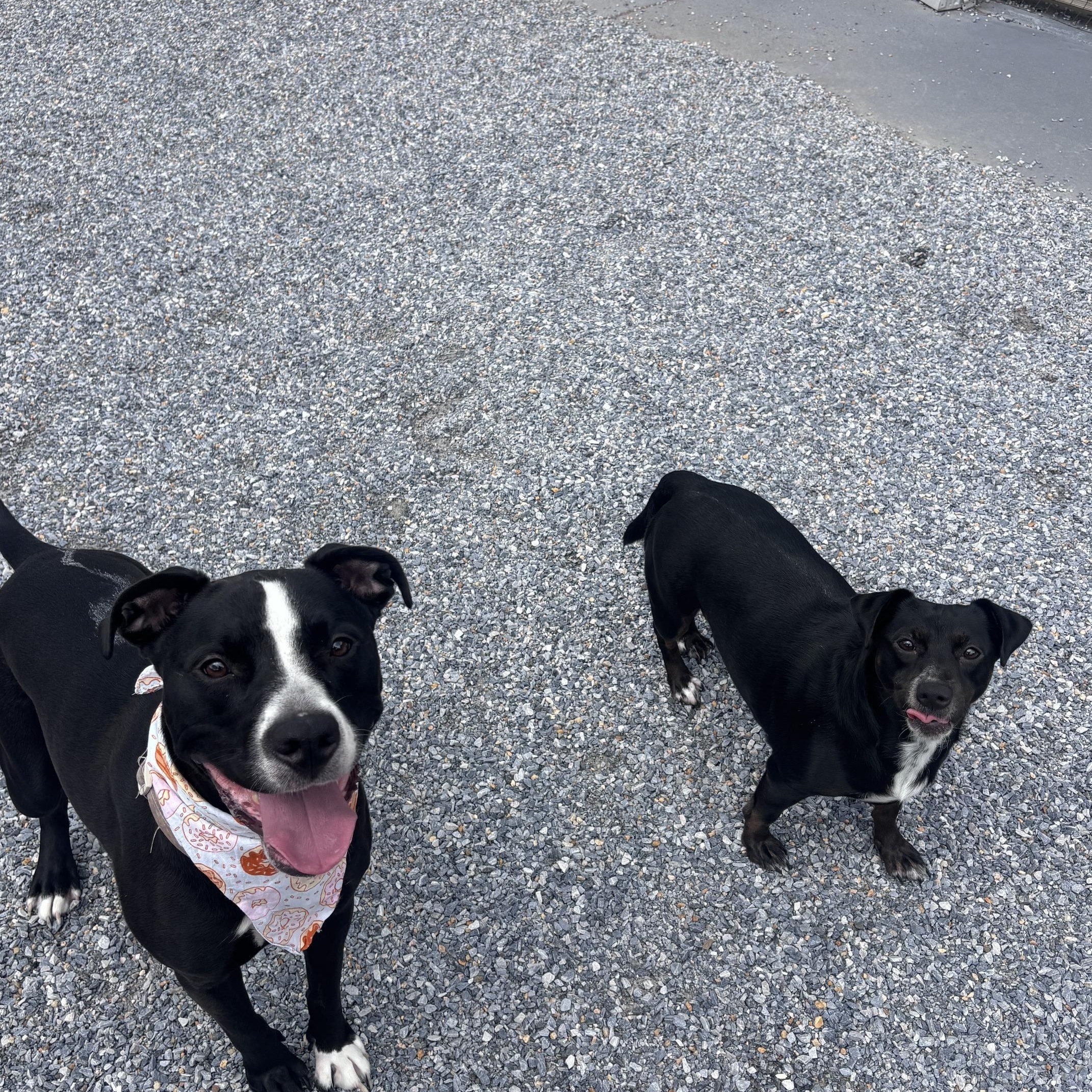 Raelyn & Stormie, ADOPTABLE, Adult Female Mixed Breed.