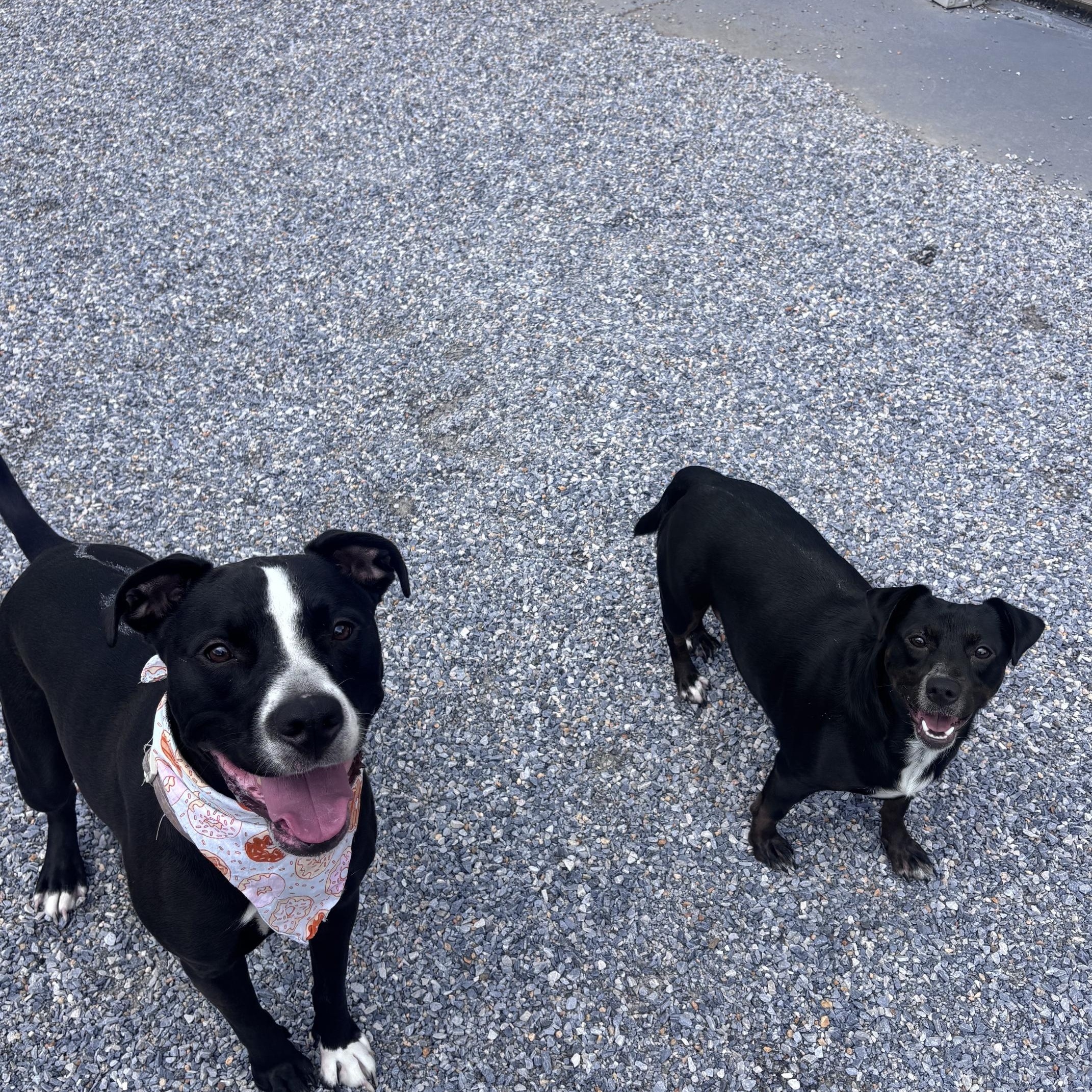 Enlarge Raelyn & Stormie, a ADOPTABLE mixed breed in Marion, NC image 2/4