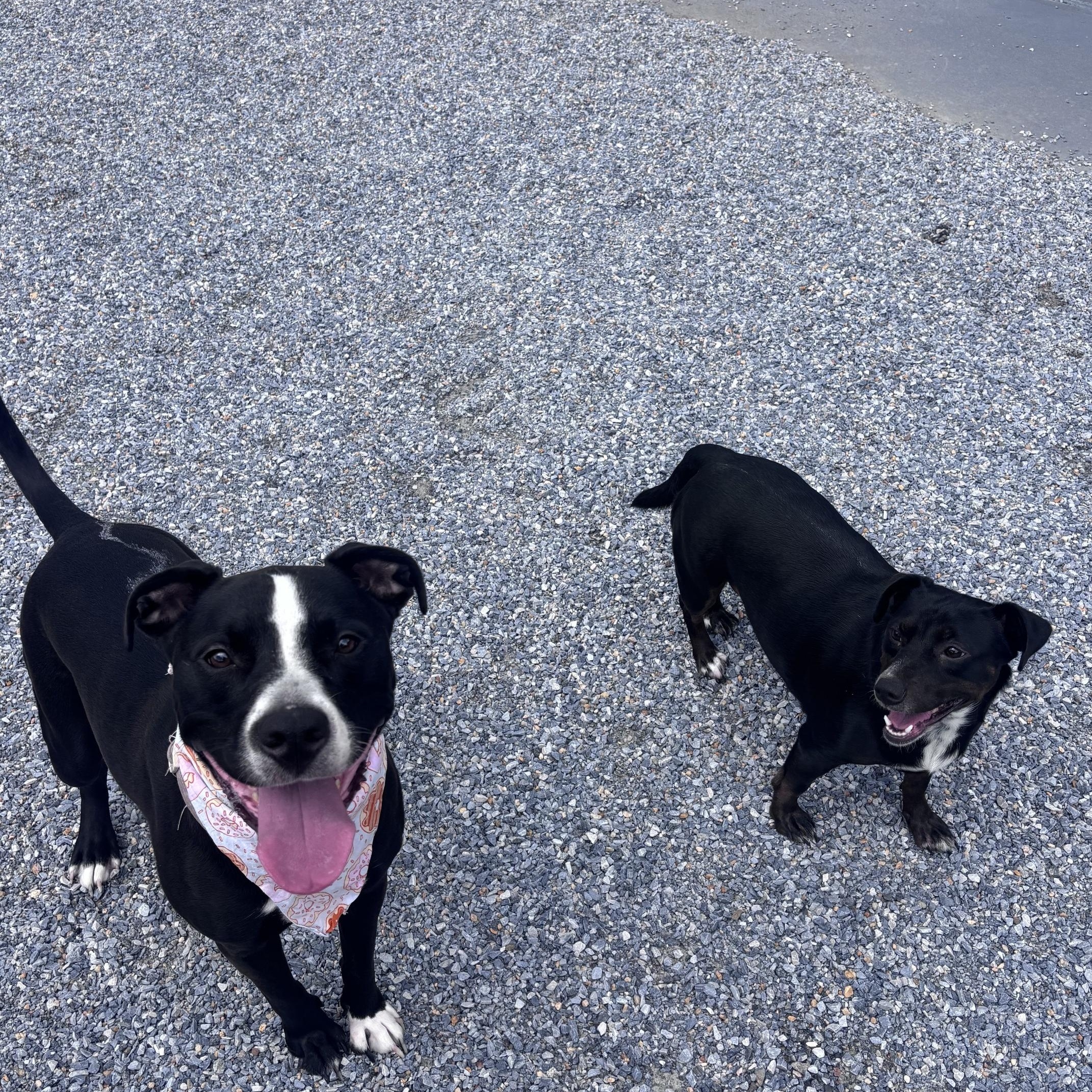 Enlarge Raelyn & Stormie, a ADOPTABLE mixed breed in Marion, NC image 4/4