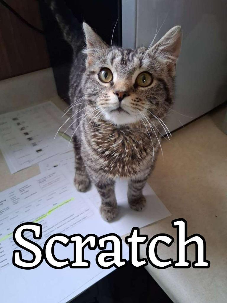 Scratch, Adoptable, Kitten Male Domestic Short Hair.