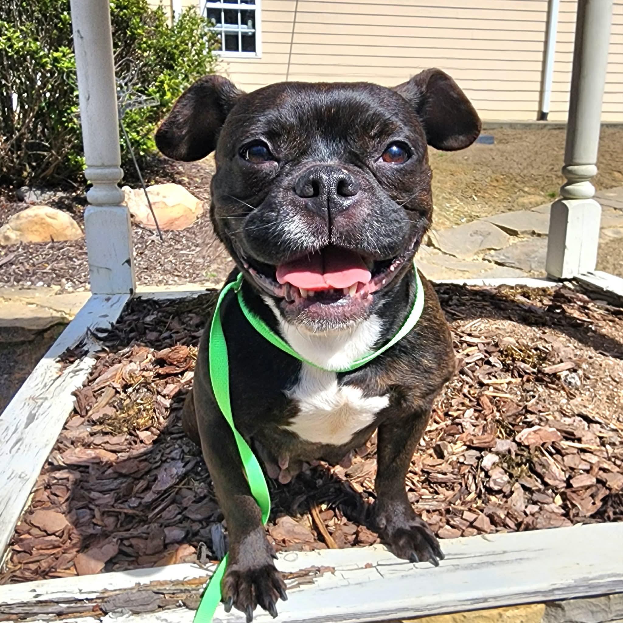 Arya, ADOPTABLE, Young Female Pug.