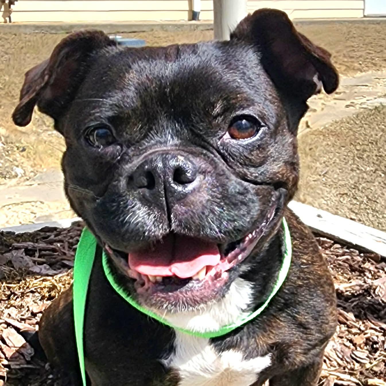 Arya, a ADOPTABLE mixed breed in Cumming, GA image 4/6