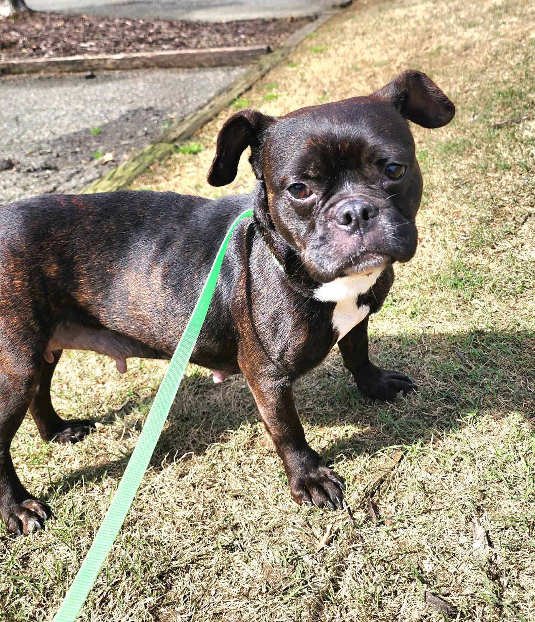 Arya, a ADOPTABLE mixed breed in Cumming, GA image 6/6