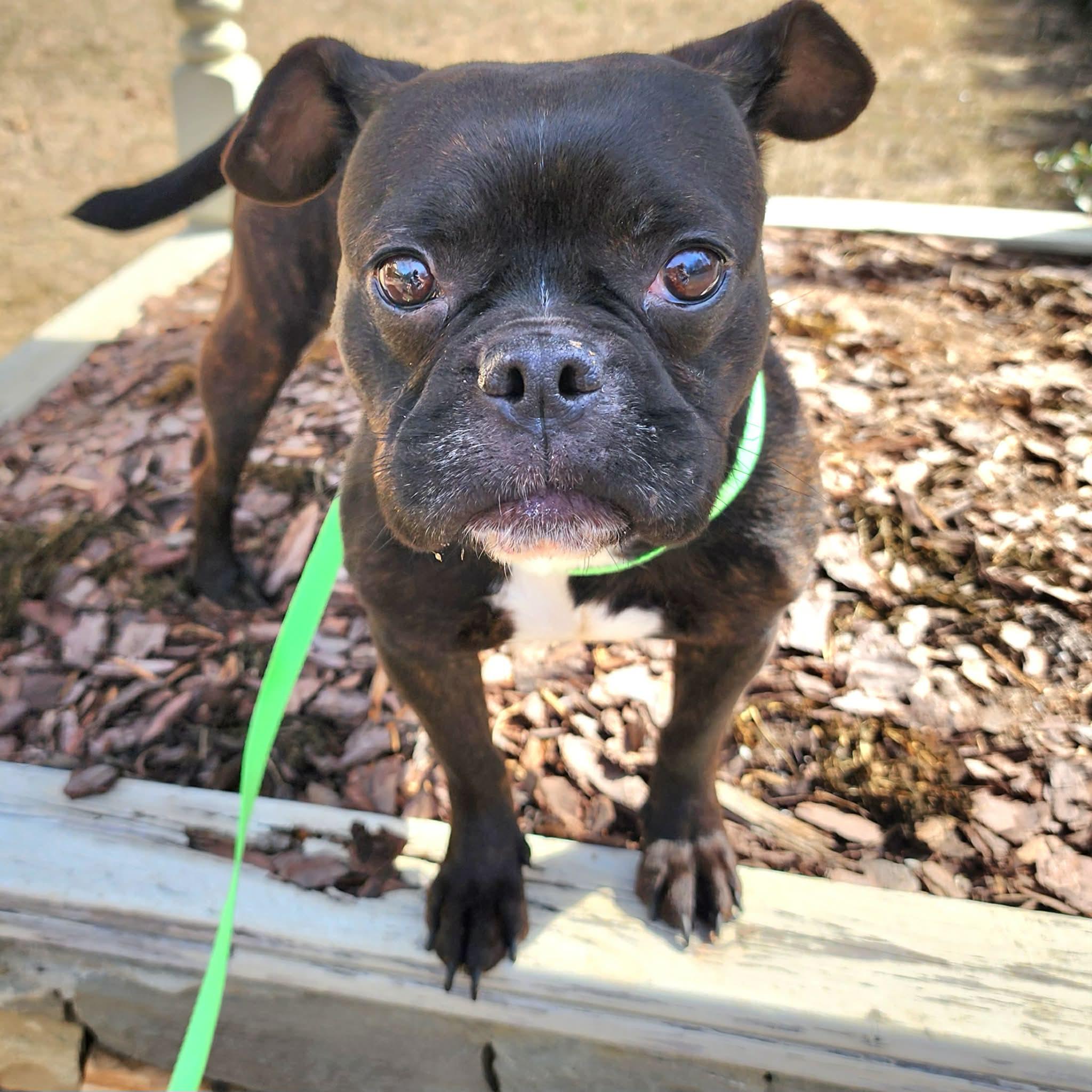 Arya, a ADOPTABLE mixed breed in Cumming, GA image 5/6