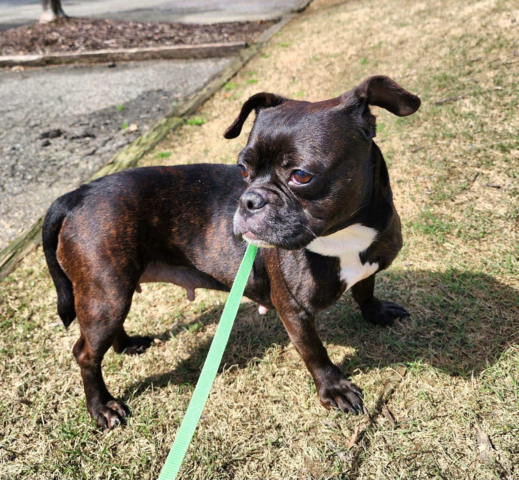 Arya, a ADOPTABLE mixed breed in Cumming, GA image 3/6