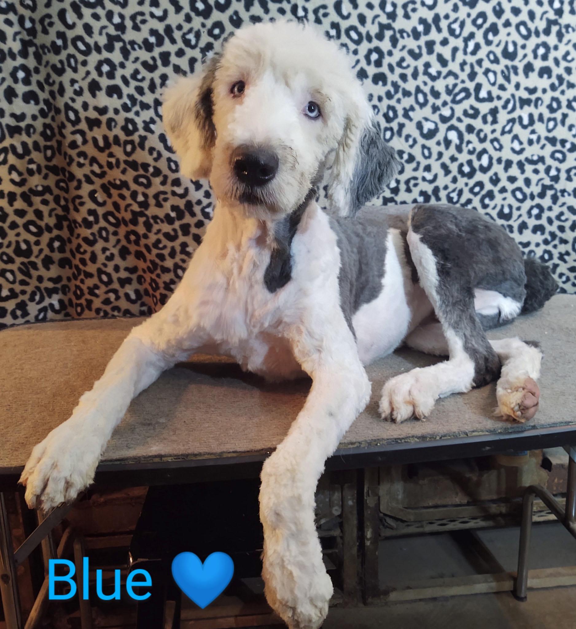 Blue, adopted, Young Male Old English Sheepdog.
