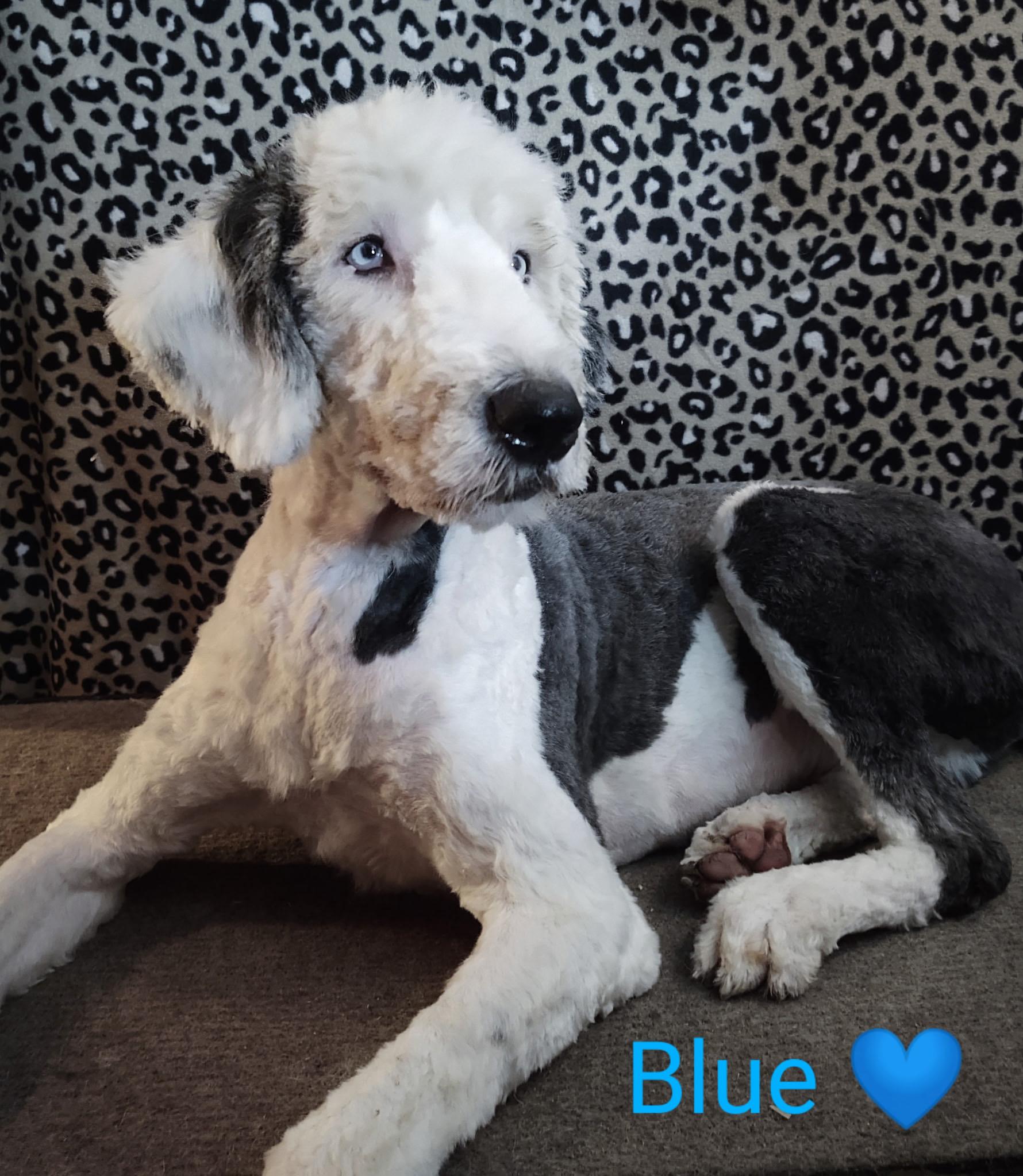 Enlarge Blue, an adopted Old English Sheepdog in Lincoln, MA image 2/3