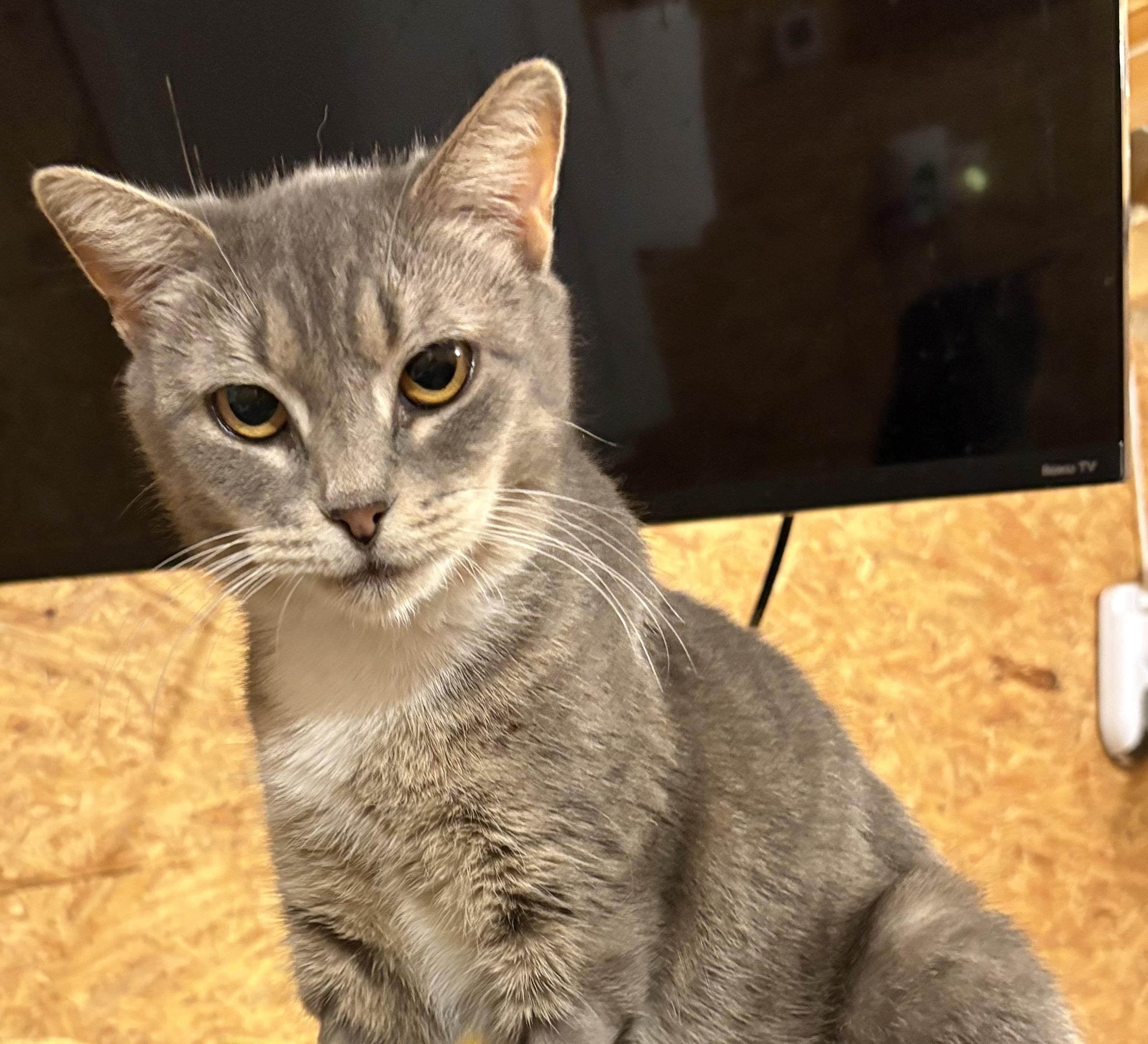 Enlarge Melissa, a Adoptable Domestic Short Hair in Sneads Ferry, NC image 1/1