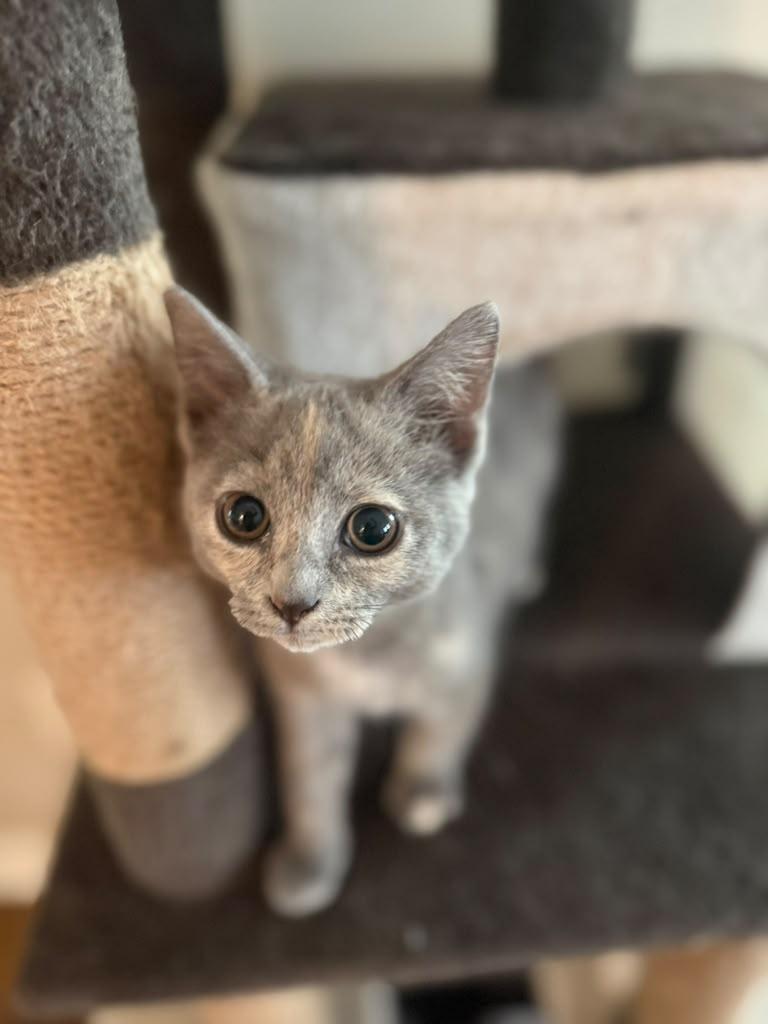 Pecan, adopted, Kitten Female Domestic Short Hair.