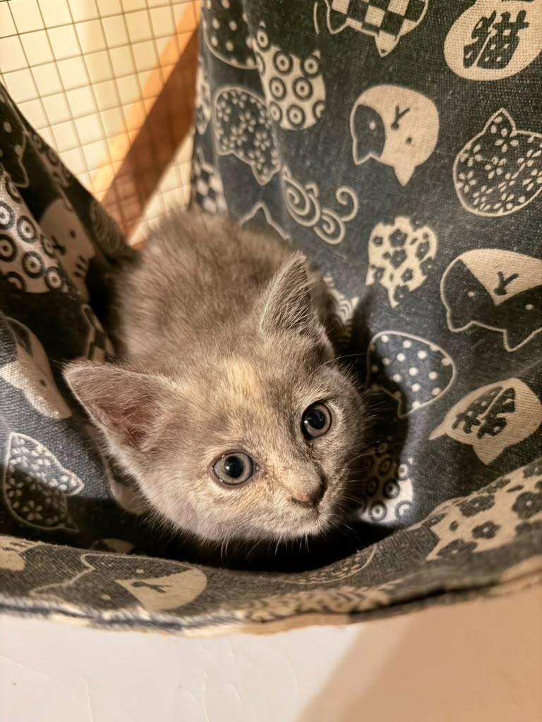 Enlarge Pecan, an adopted Domestic Short Hair in Kenosha, WI image 3/6