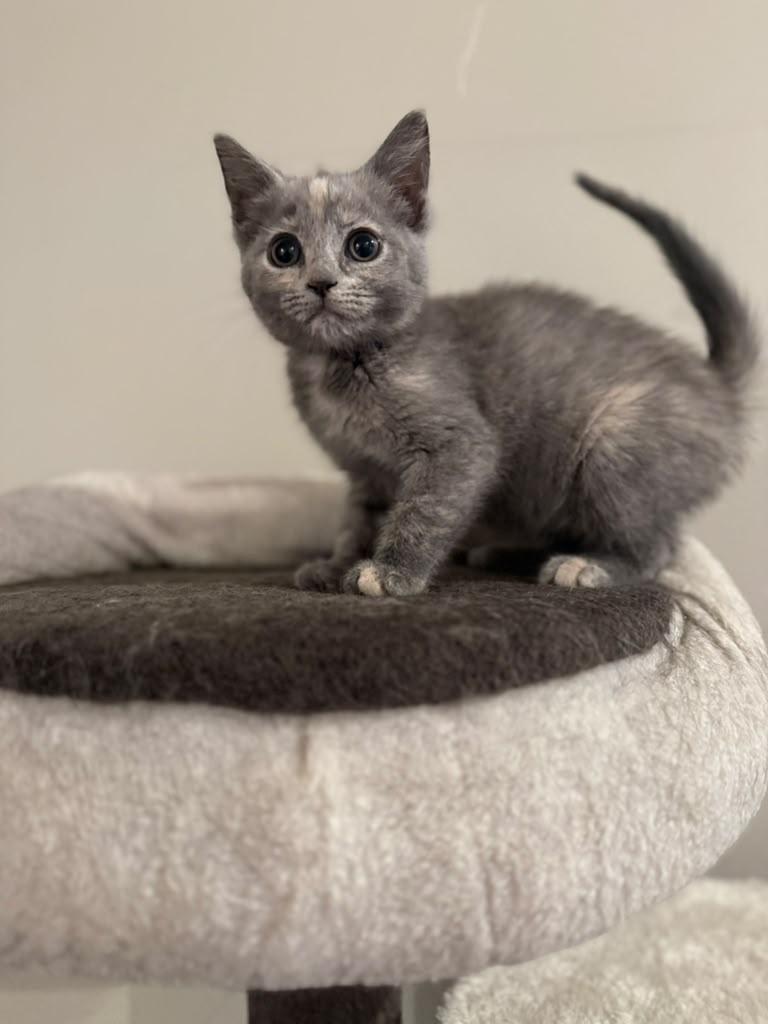Enlarge Pecan, an adopted Domestic Short Hair in Kenosha, WI image 2/6