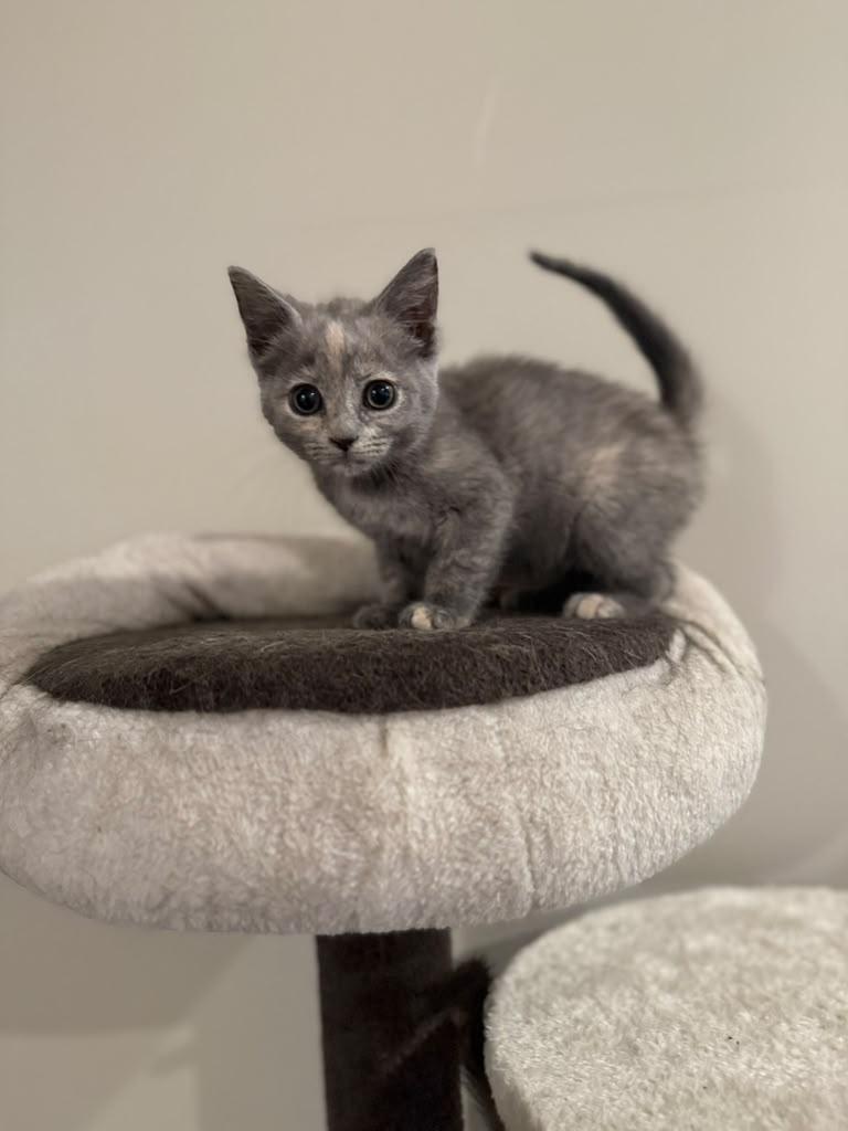 Enlarge Pecan, an adopted Domestic Short Hair in Kenosha, WI image 5/6