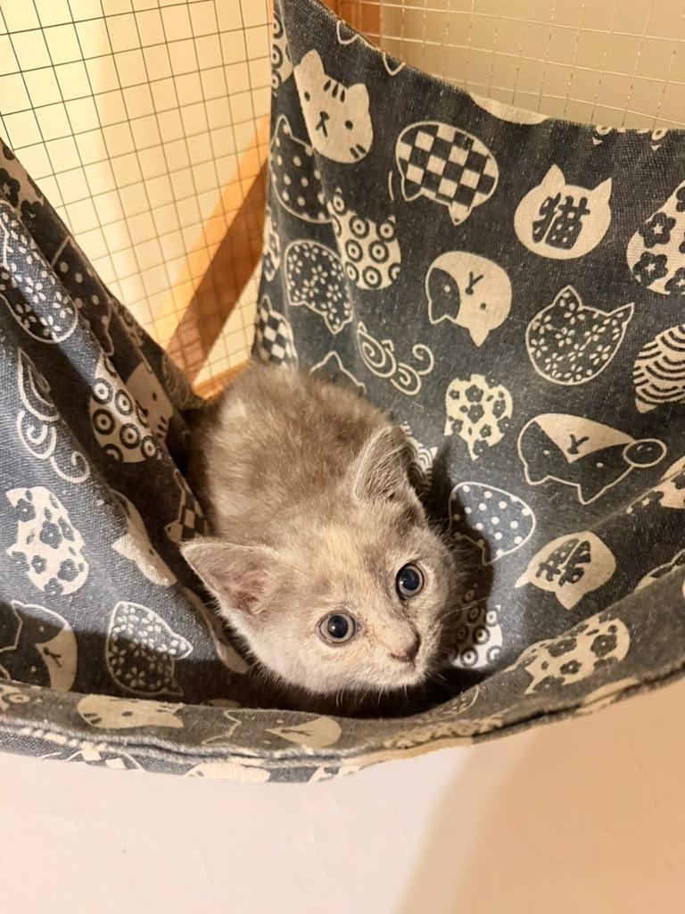 Enlarge Pecan, an adopted Domestic Short Hair in Kenosha, WI image 6/6