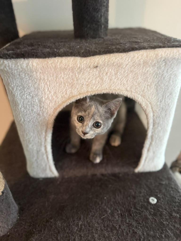 Enlarge Pecan, an adopted Domestic Short Hair in Kenosha, WI image 4/6