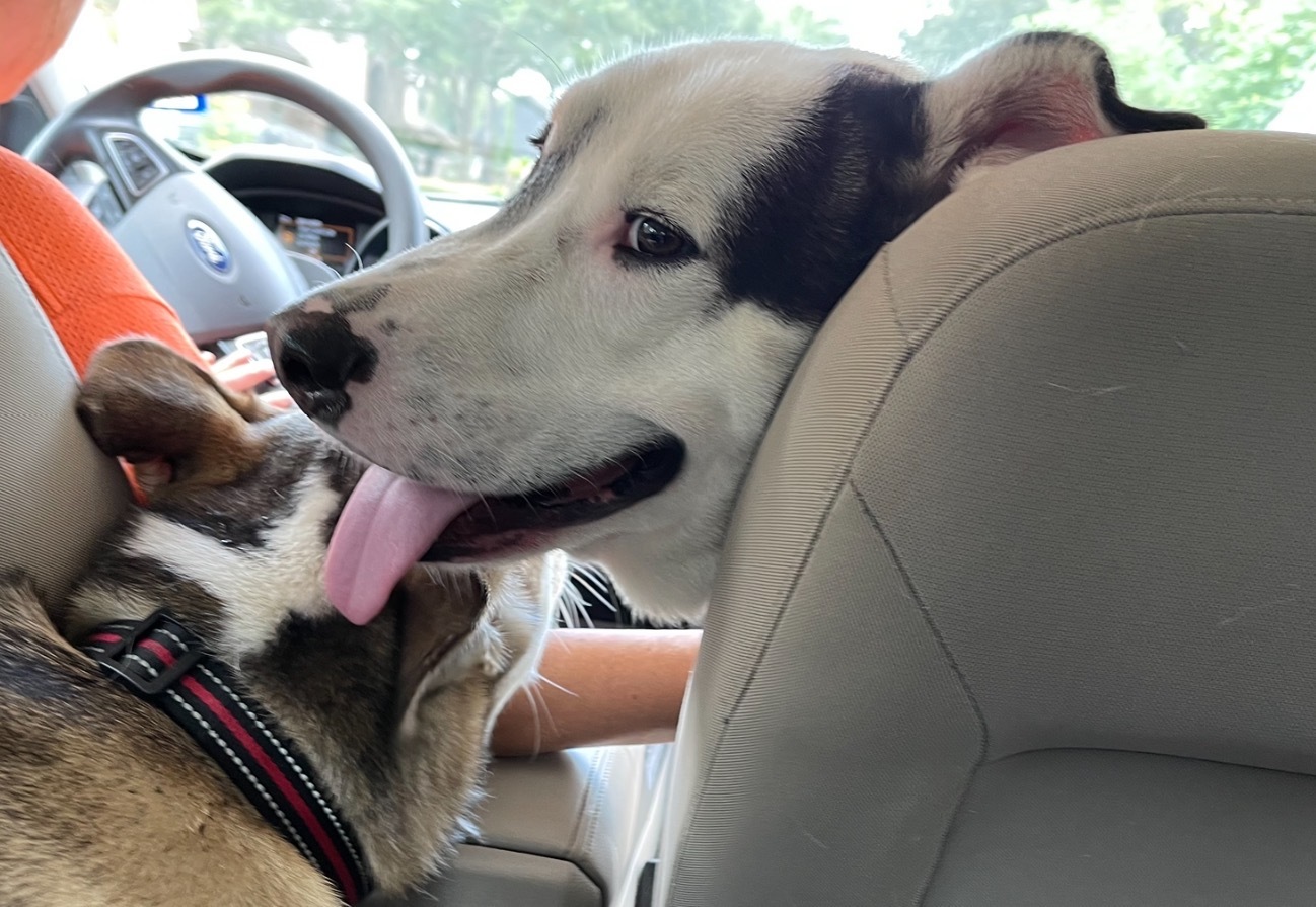 MOKO (bonded with Coco), Adoptable, Adult Male Labrador Retriever & Siberian Husky.