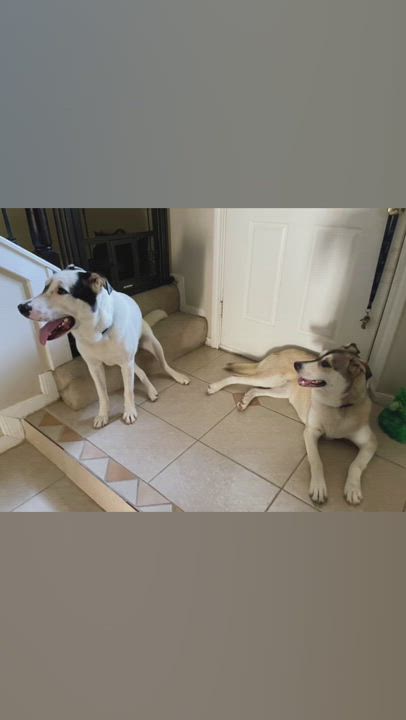 Enlarge MOKO (bonded with Coco), a Adoptable mixed breed in Spring, TX video 11/11