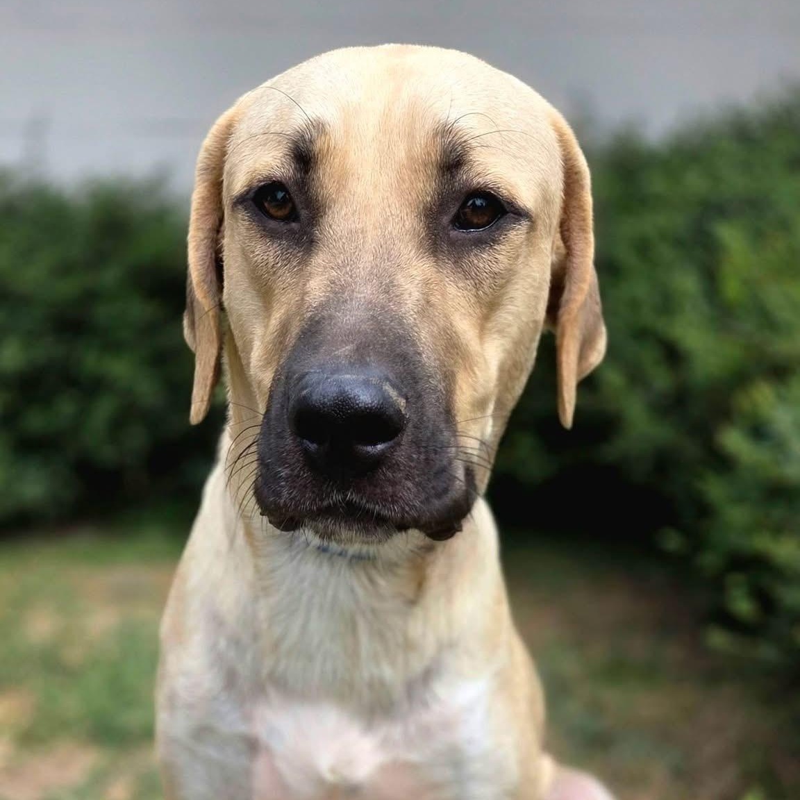 Enlarge Saint, a Adopted mixed breed in Mendham, NJ image 1/3