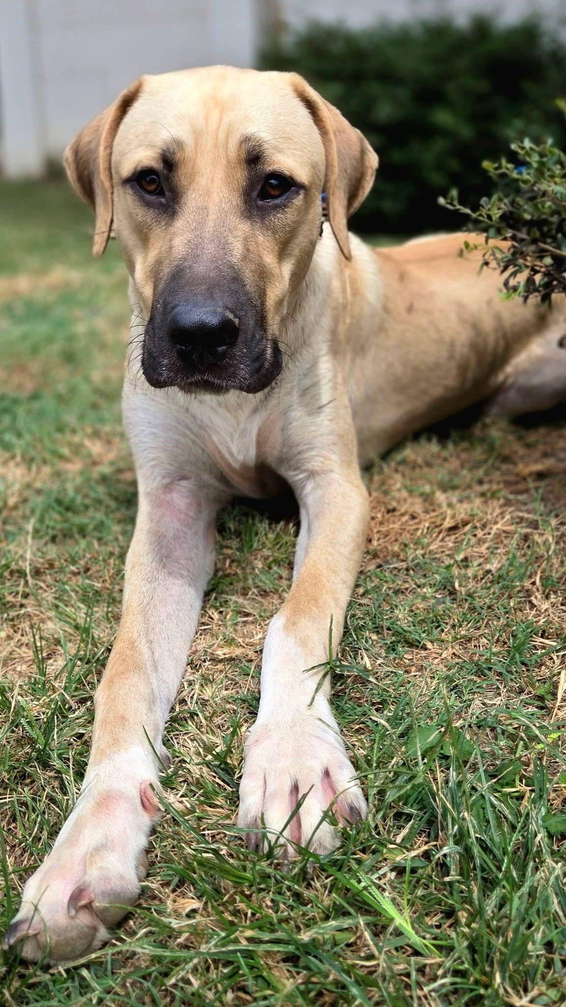 Enlarge Saint, a Adopted mixed breed in Mendham, NJ image 2/3