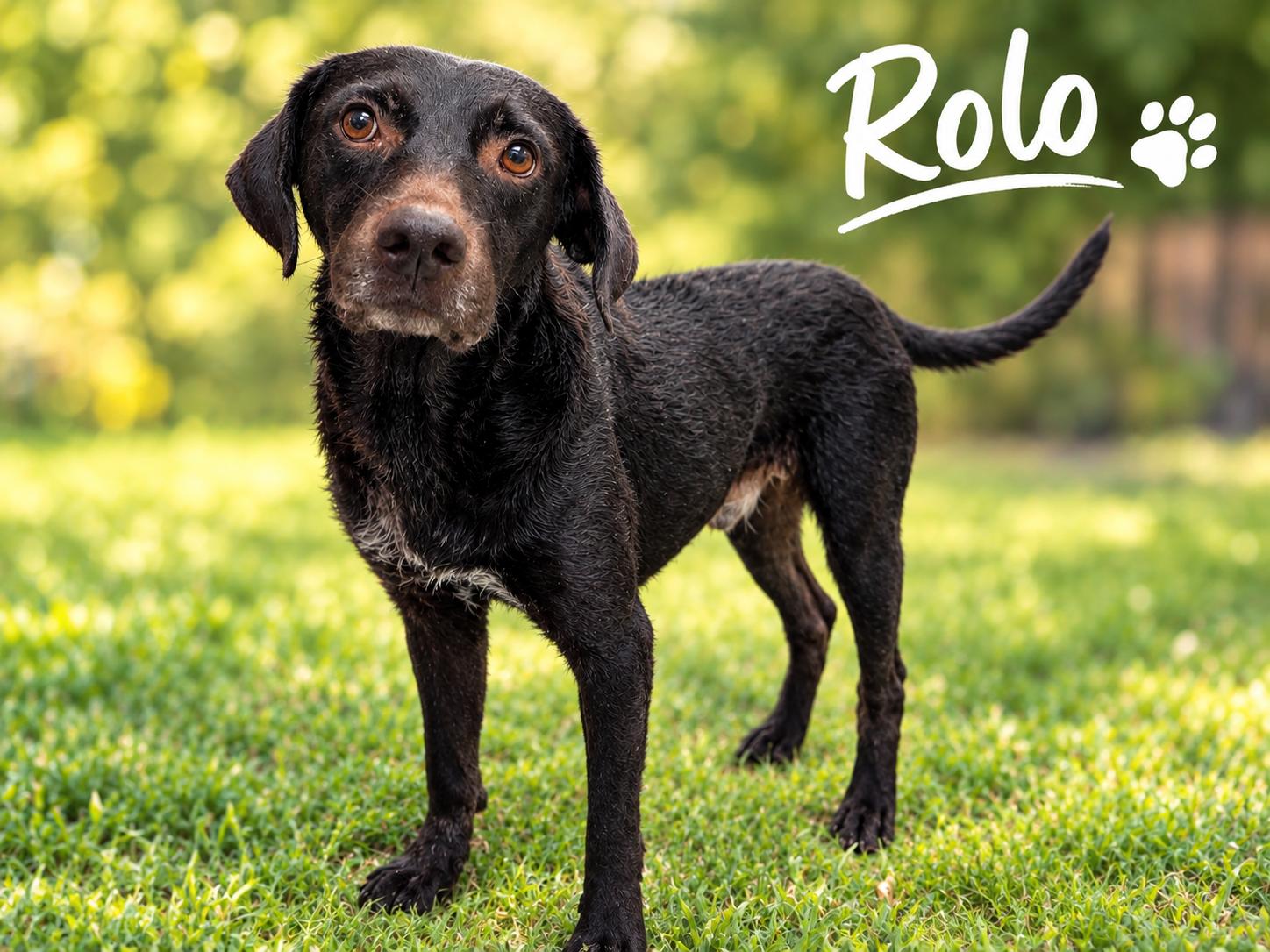 Enlarge Rolo, a Adoptable mixed breed in Chippewa Falls, WI image 1/4