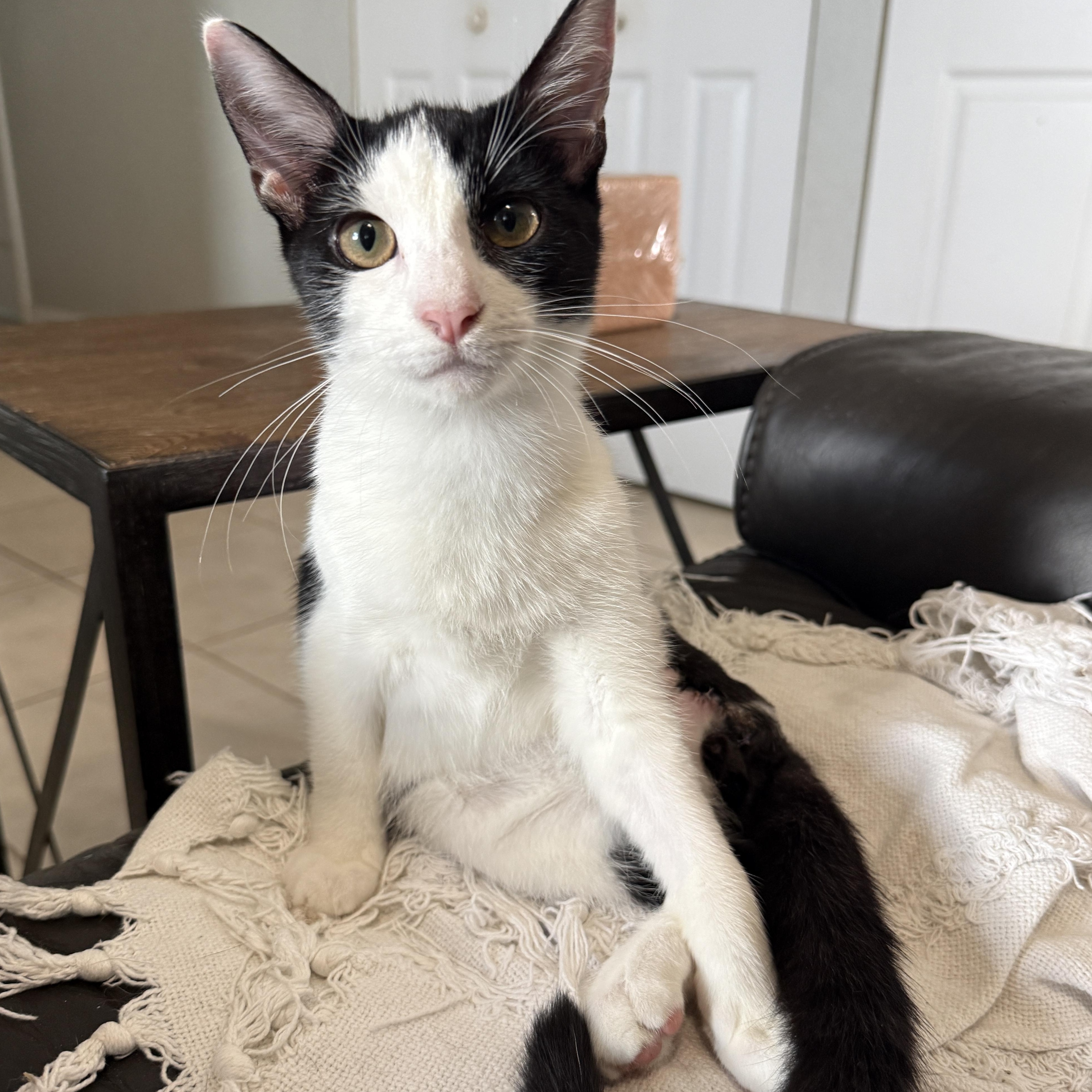 Enlarge Lieutenant Dan, a Adoptable Domestic Short Hair in New Smyrna Beach, FL image 2/4