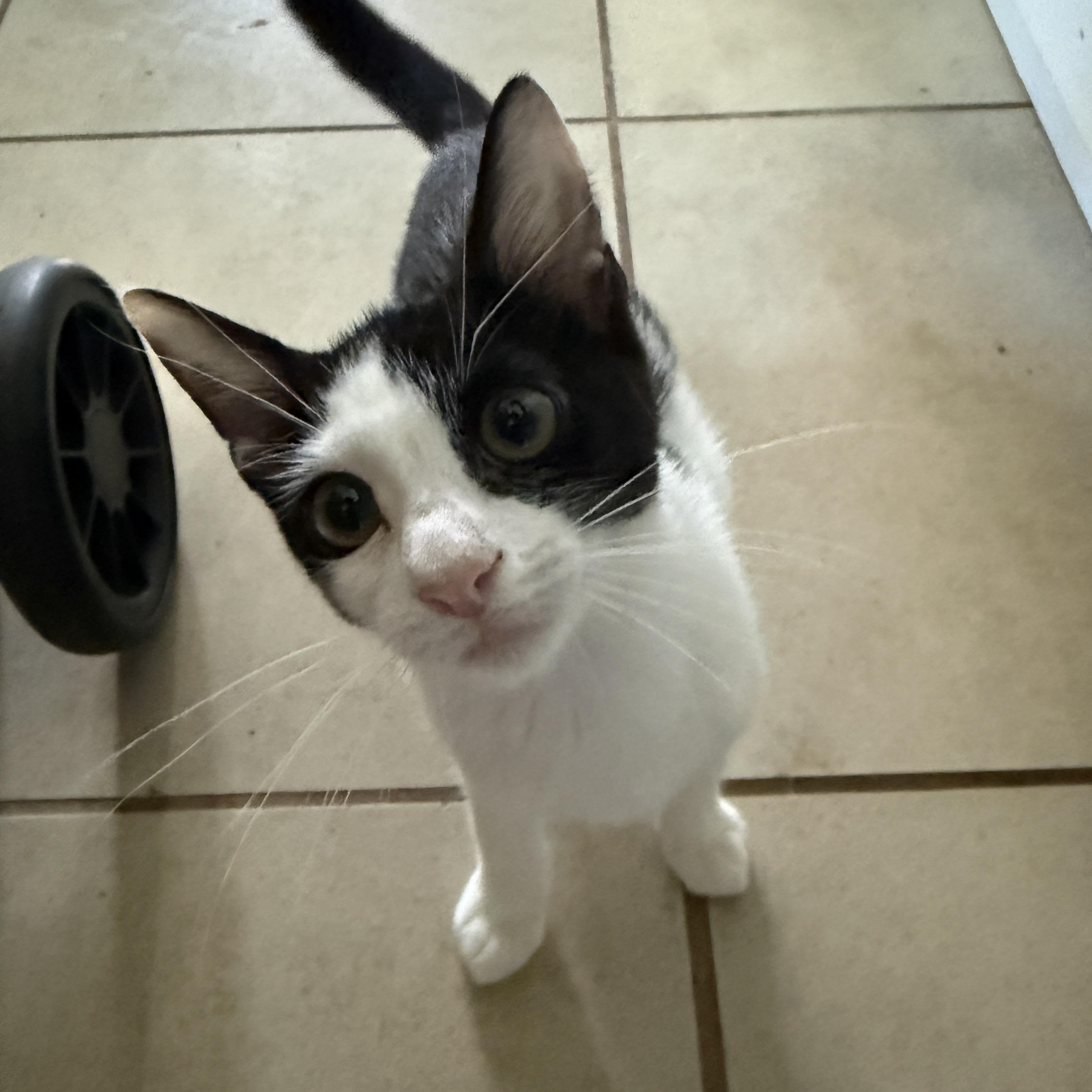 Enlarge Lieutenant Dan, a Adoptable Domestic Short Hair in New Smyrna Beach, FL image 4/4