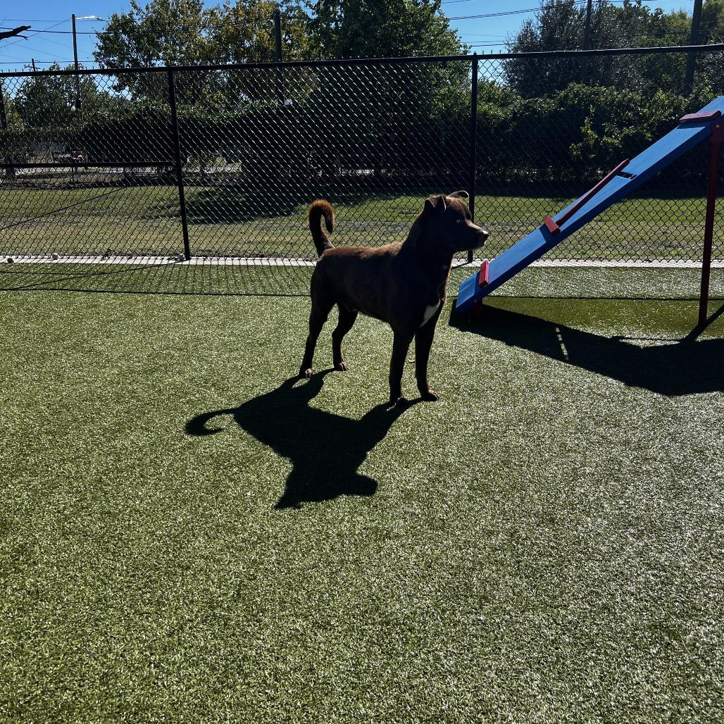 Enlarge Lucian, a Adoptable mixed breed in Bryan, TX image 1/4