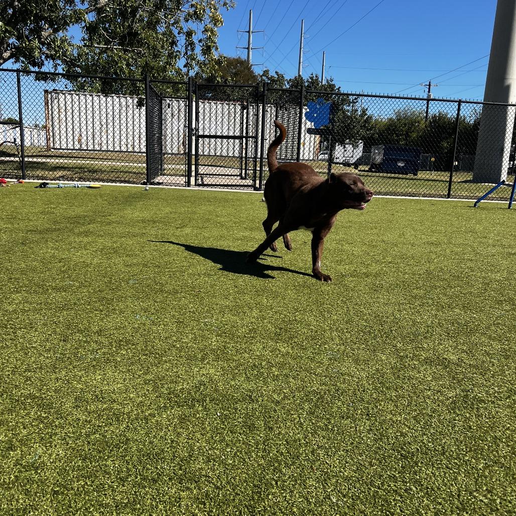 Enlarge Lucian, a Adoptable mixed breed in Bryan, TX image 2/4