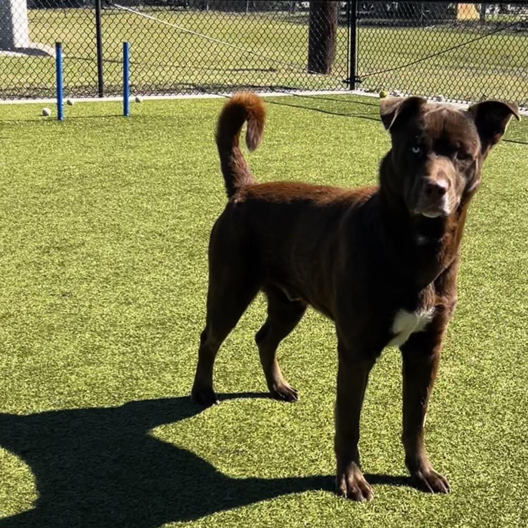 Enlarge Lucian, a Adoptable mixed breed in Bryan, TX image 4/4