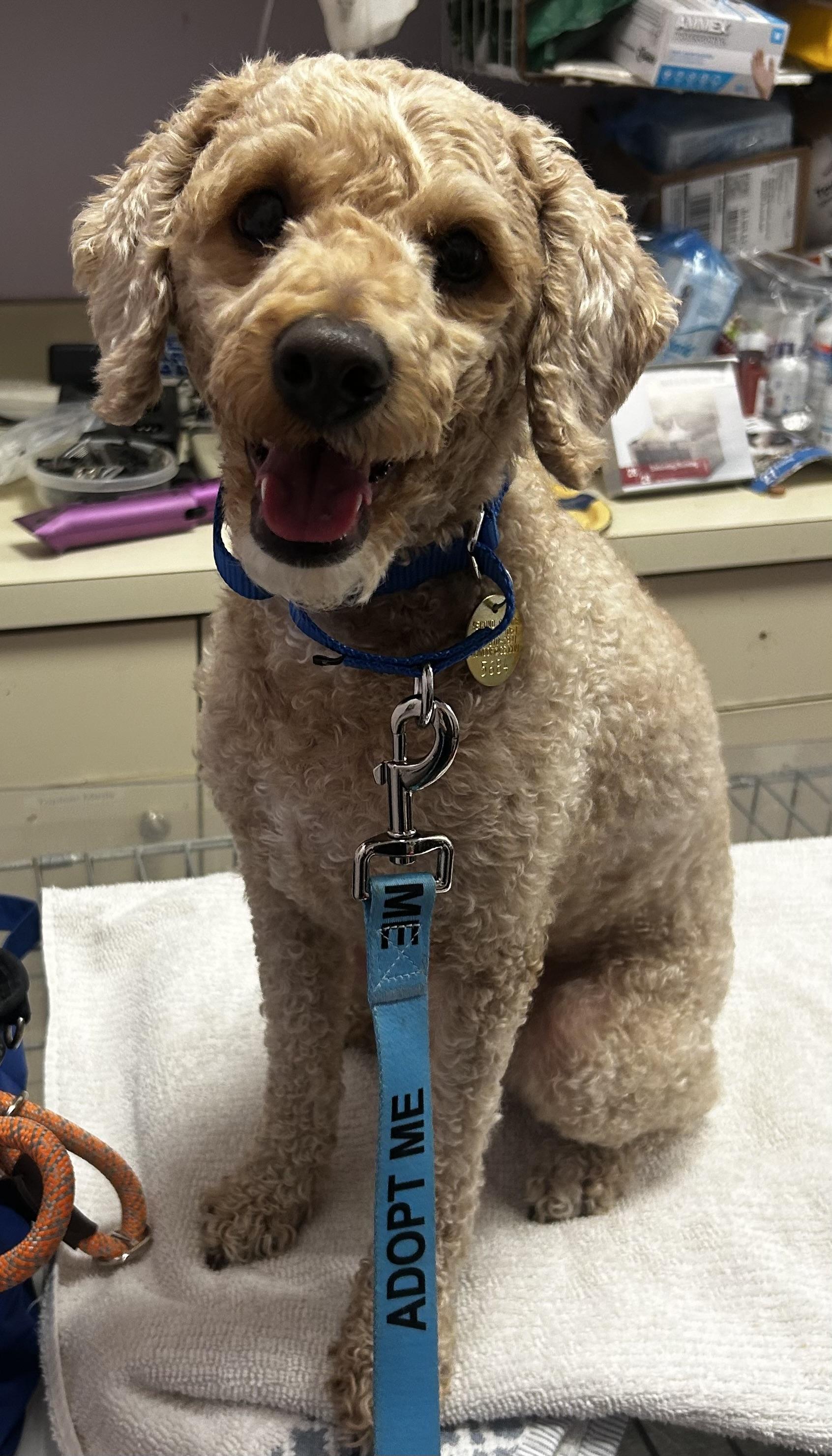 Enlarge Cheddar Cheezdoodle, a ADOPTABLE mixed breed in Oak Ridge, NJ image 4/4