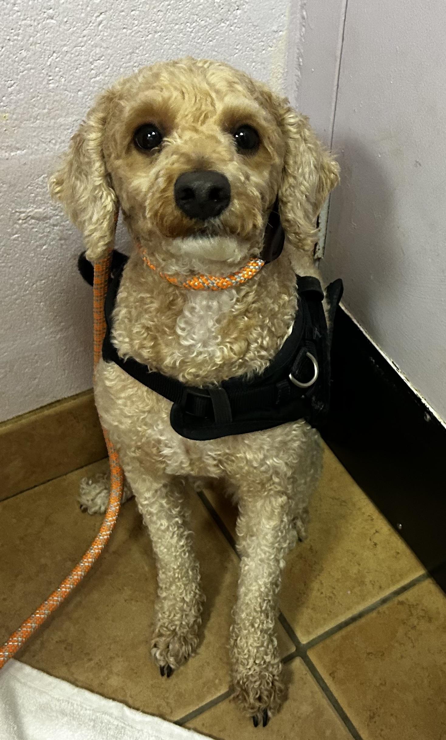 Enlarge Cheddar Cheezdoodle, a ADOPTABLE mixed breed in Oak Ridge, NJ image 2/4