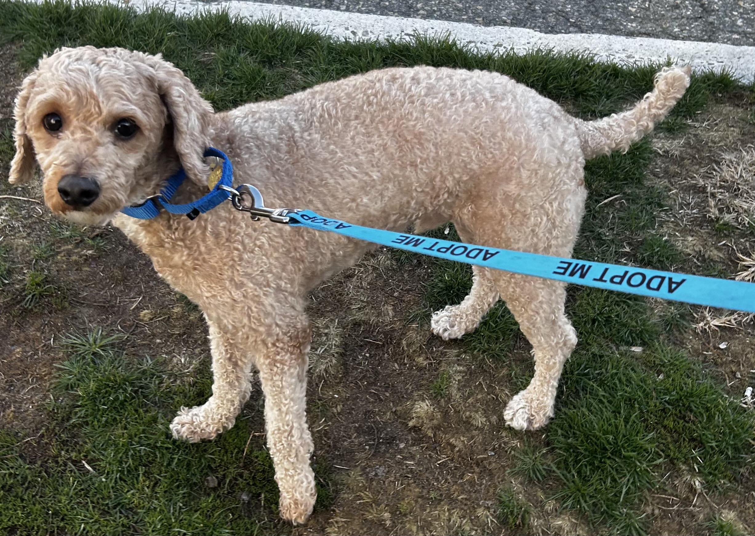 Enlarge Cheddar Cheezdoodle, a ADOPTABLE mixed breed in Oak Ridge, NJ image 3/4