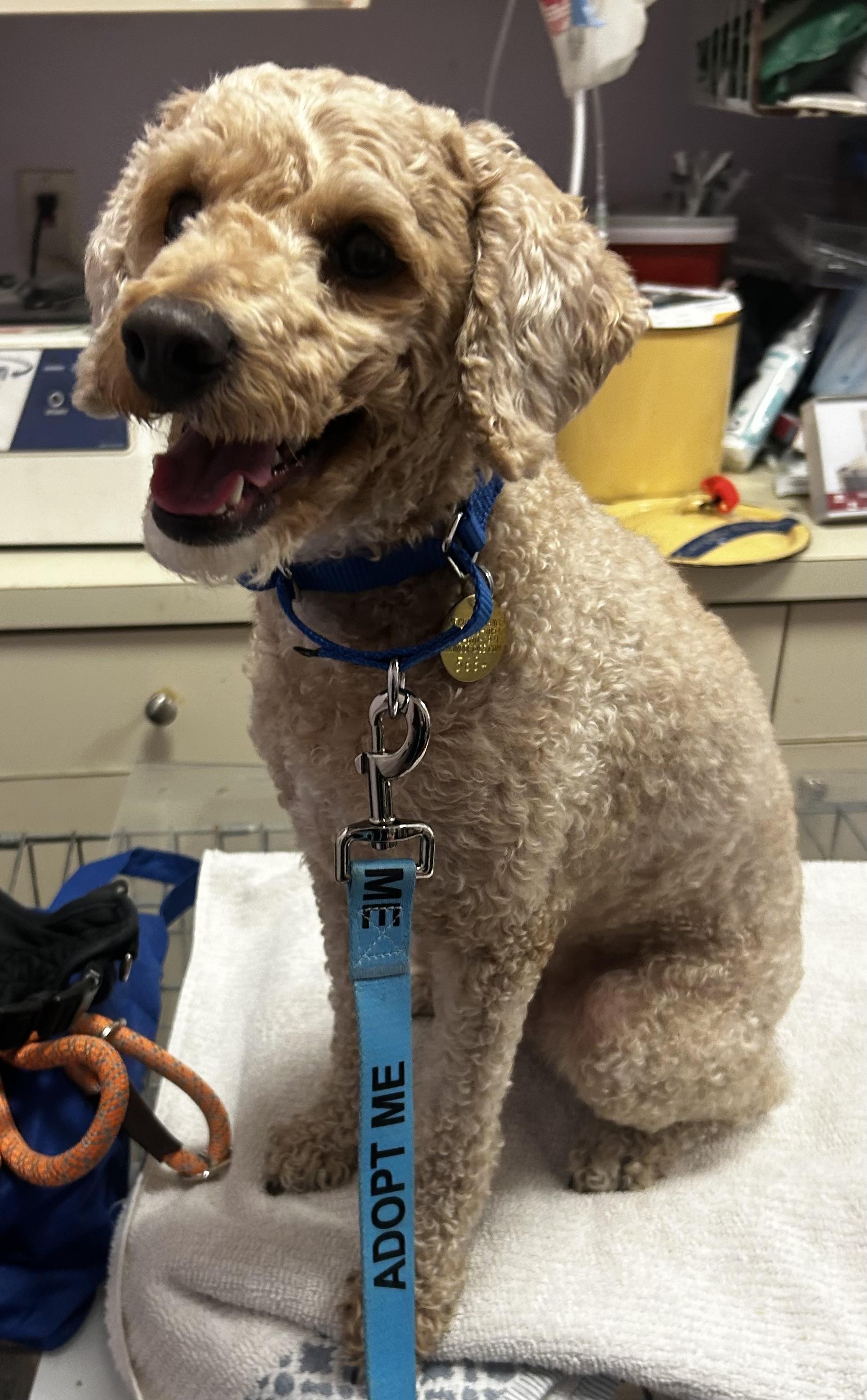 Cheddar Cheezdoodle, ADOPTABLE, Young Male Goldendoodle & Miniature Poodle.