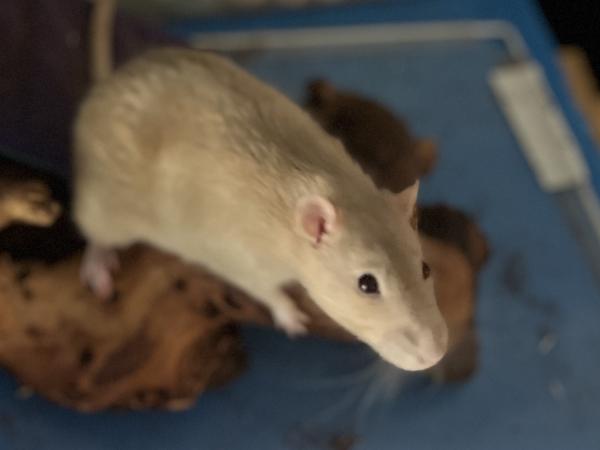 Ratunzle & Curley, ADOPTABLE, Senior Male Rat.