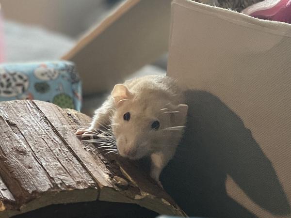 Ratunzle & Curley, a ADOPTABLE Rat in Merrimack, NH image 2/2
