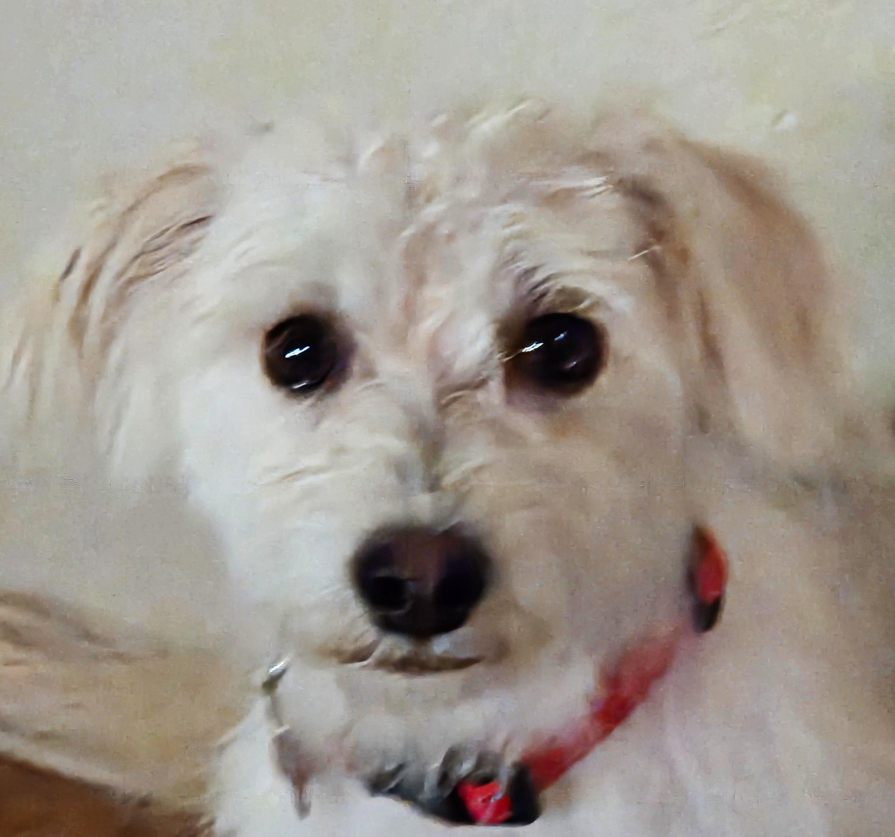 Enlarge AVIS and LEVI, a ADOPTABLE Maltipoo in Tucson, AZ image 2/3