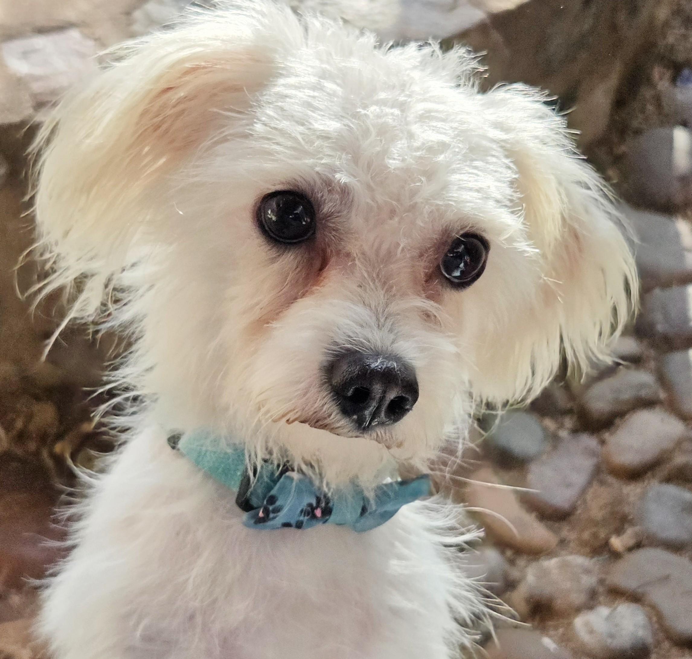 AVIS and LEVI, ADOPTABLE, Adult Male Maltipoo.