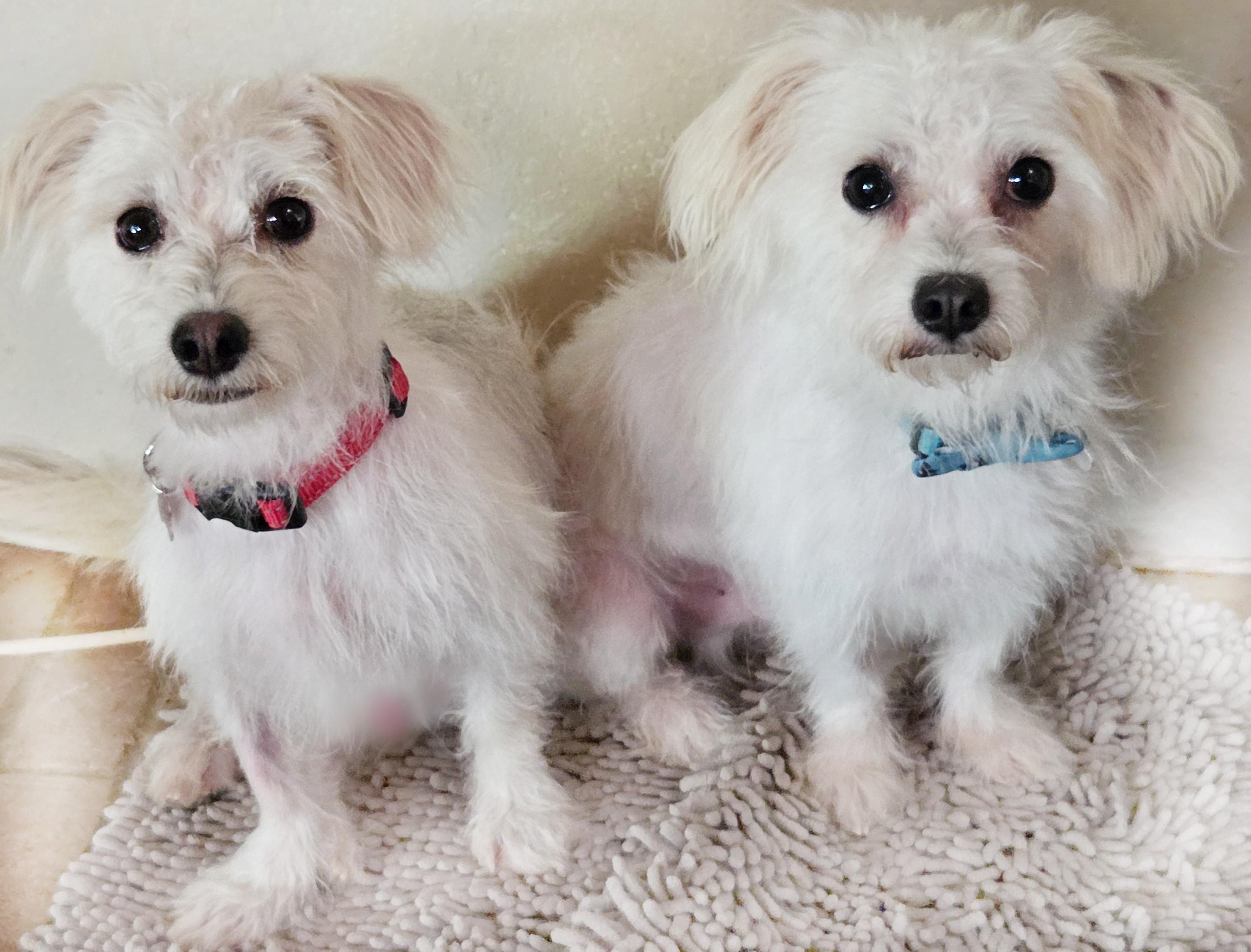 Enlarge AVIS and LEVI, a ADOPTABLE Maltipoo in Tucson, AZ image 3/3