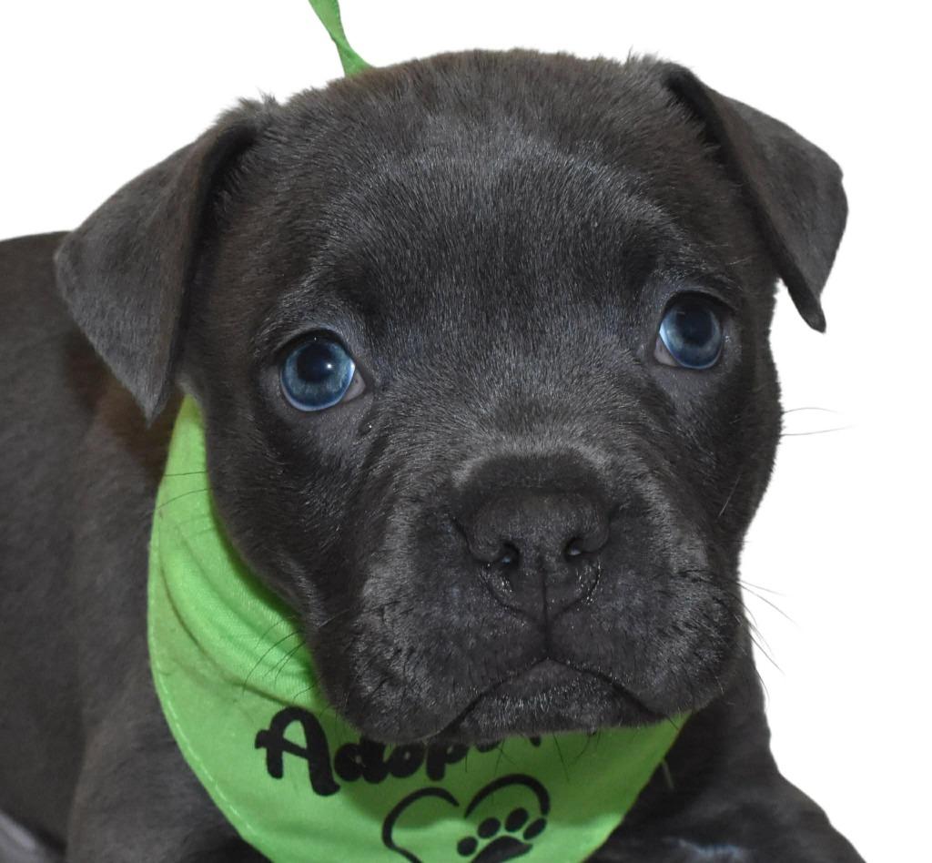 Zane, Adoptable, Puppy Male Mixed Breed.
