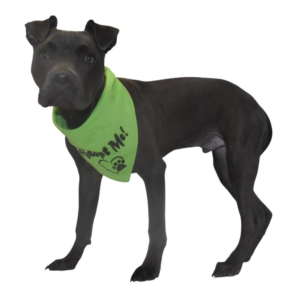 Enlarge Zane, a Adoptable mixed breed in Springfield, OH image 2/6