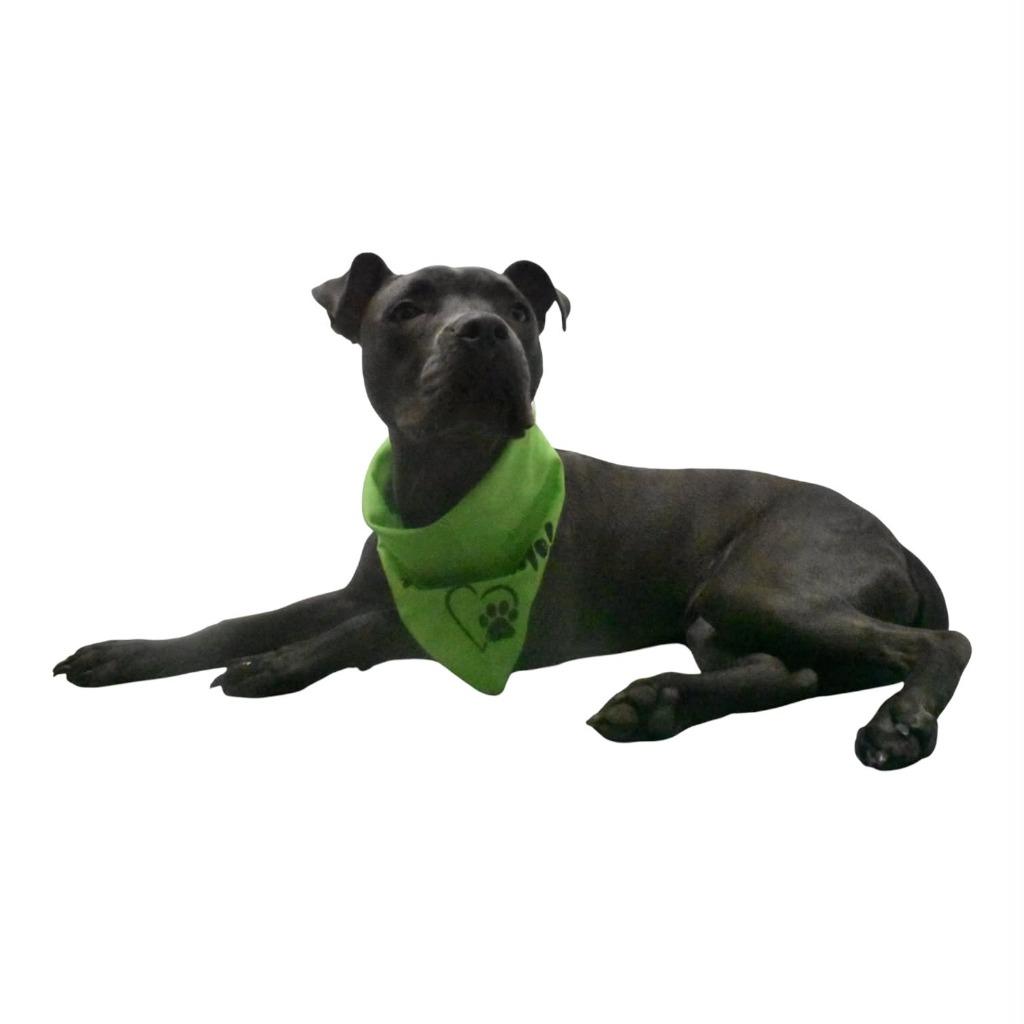 Enlarge Zane, a Adoptable mixed breed in Springfield, OH image 3/6