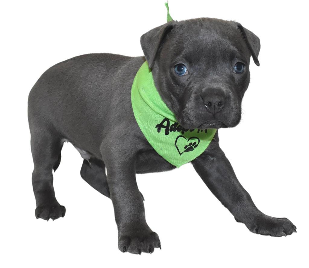 Enlarge Zane, a Adoptable mixed breed in Springfield, OH image 2/3