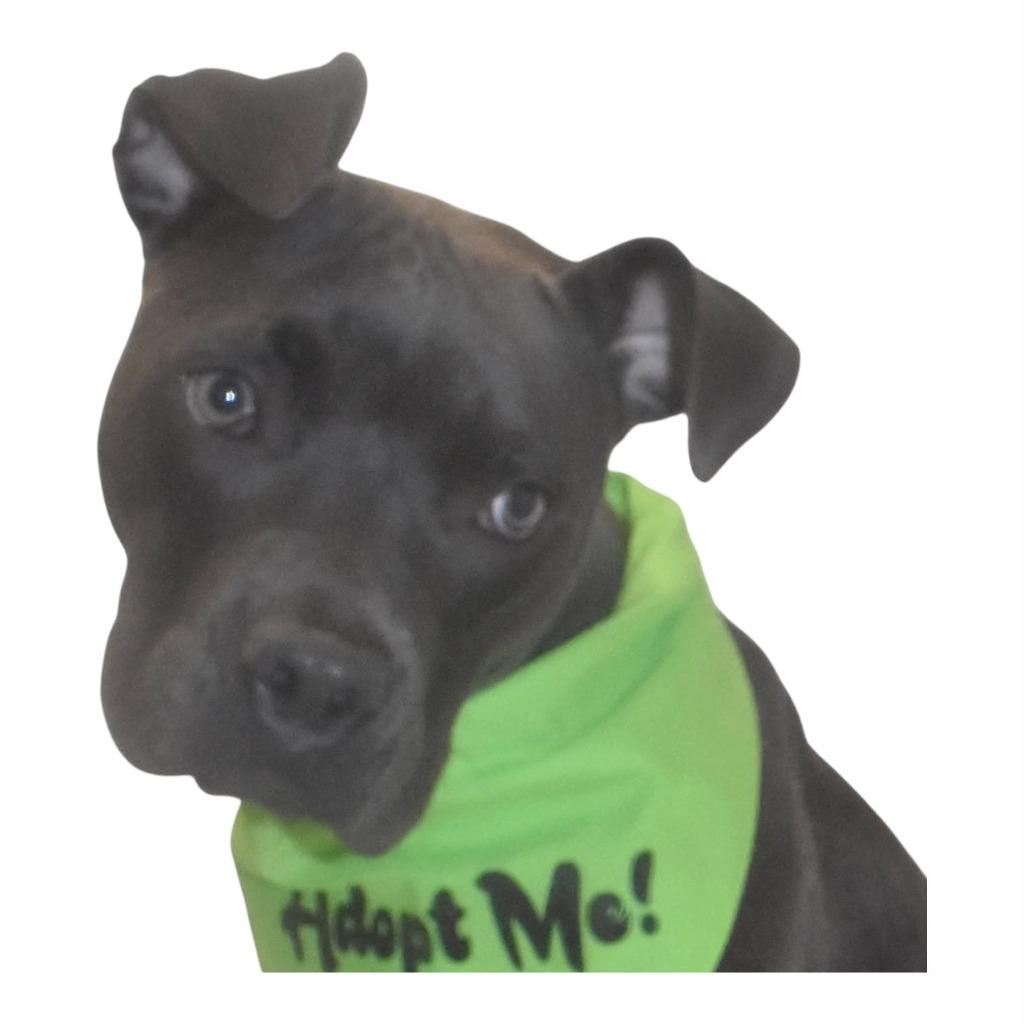 Enlarge Zane, a Adoptable mixed breed in Springfield, OH image 5/6